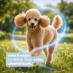 Fellis Hund Adult Huhn Trockenfutter