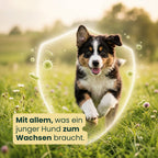 Fellis Hund Junior Huhn Trockenfutter
