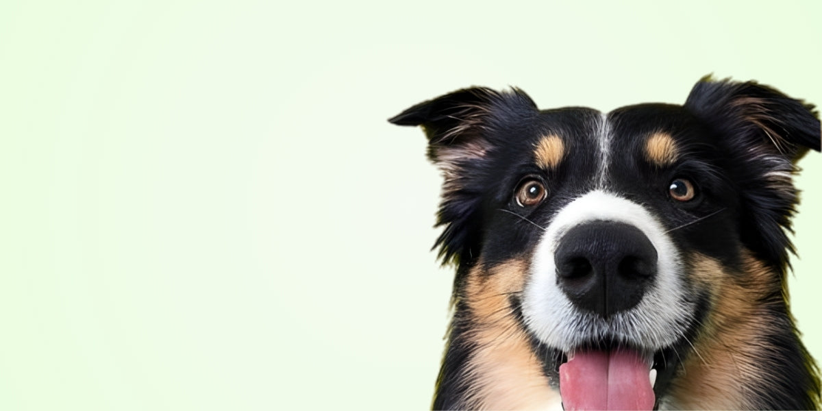 Border Collie – Fellis Premium Hundefutter für aktive Hunde