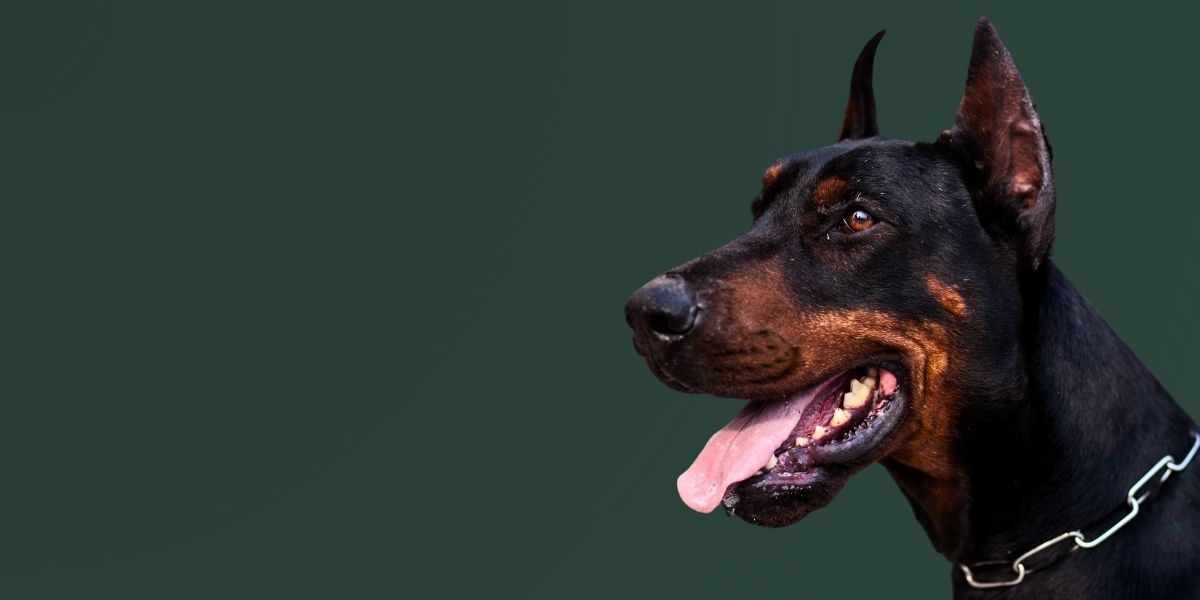 Dobermann – Fellis Premium Hundefutter für große Hunde